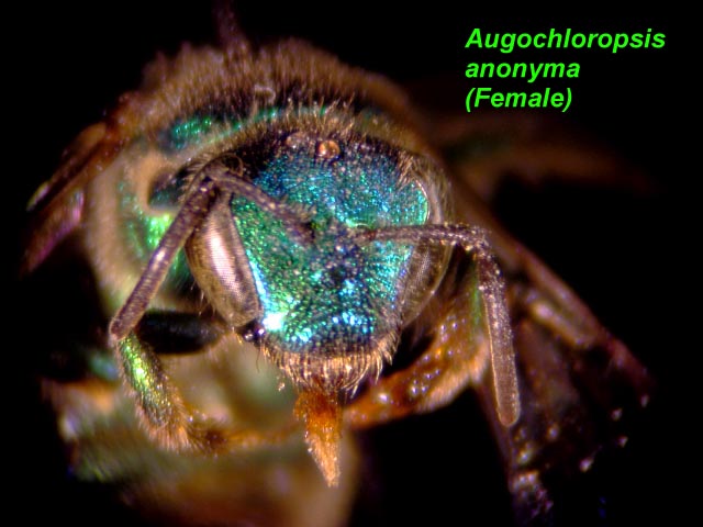 Augochloropsis